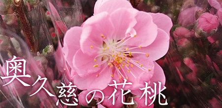 奥久慈の花桃