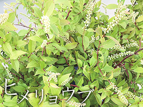 ヒメリョウブ