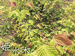 姫水木