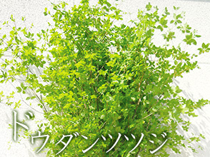 ドウダンツツジ