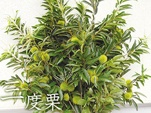 三度栗