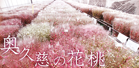 奥久慈の花桃