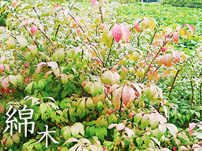 錦木