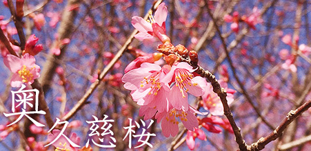 奥久慈桜