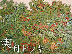 実付ヒノキ
