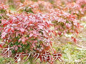 オタフク南天