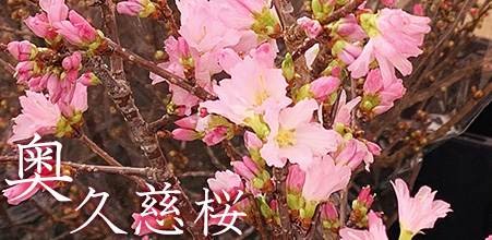奥久慈桜