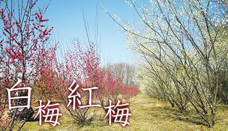 白梅・紅梅