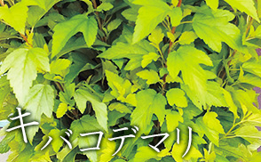 キバコデマリ