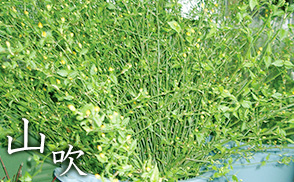 山吹